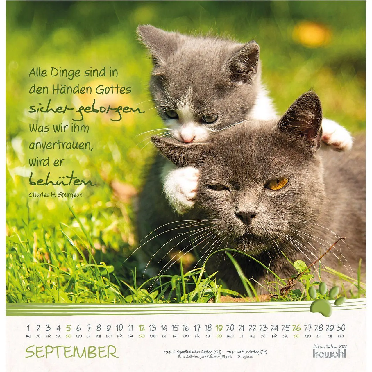 Bild: 9783754829875 | Katzen-Tatzen 2027 | Kalender | 14 S. | Deutsch | 2027