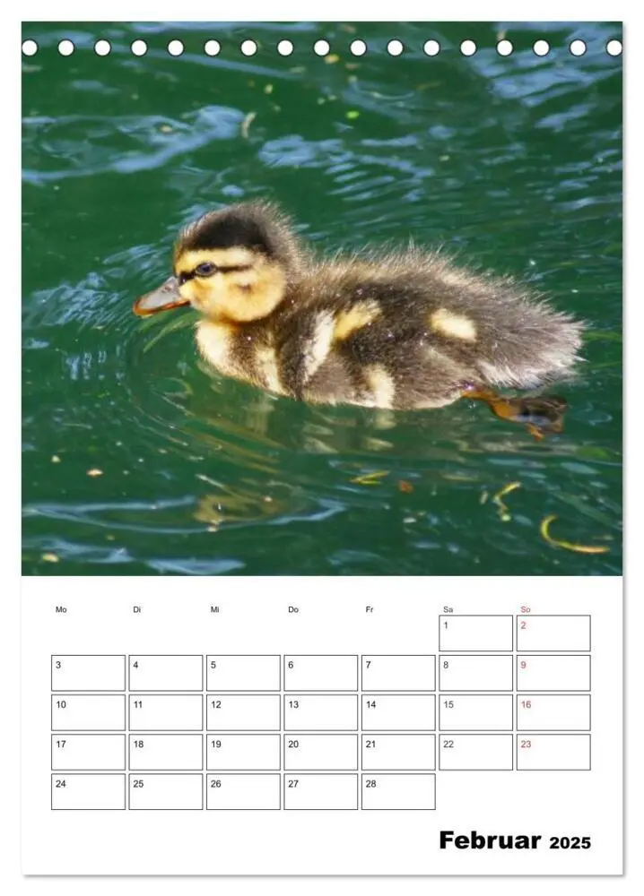 Bild: 9783457000076 | Liebenswerte Enten (Tischkalender 2025 DIN A5 hoch), CALVENDO...