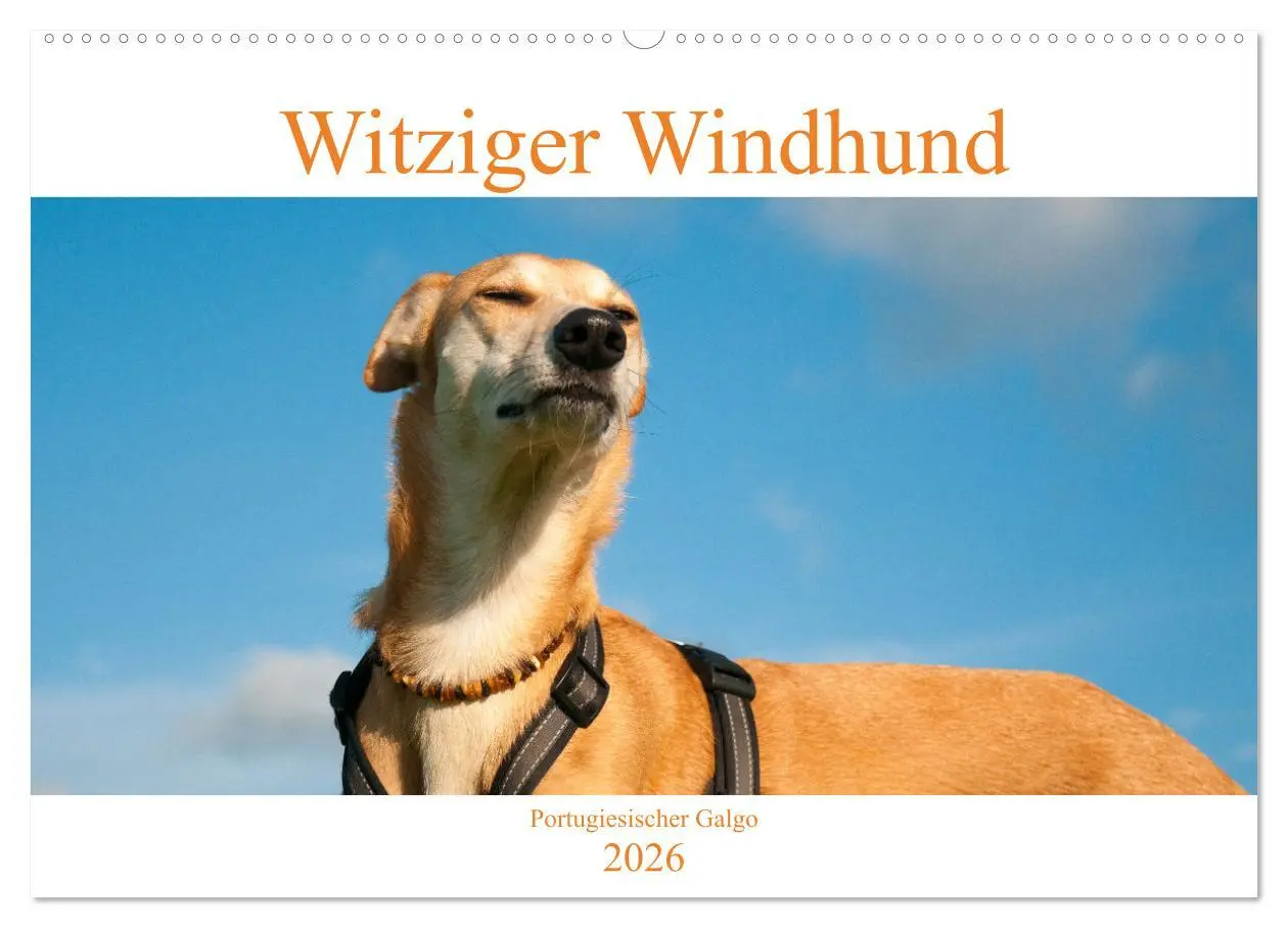 Cover: 9783457620076 | Witziger Windhund - Portugiesischer Galgo (Wandkalender 2026 DIN A2...