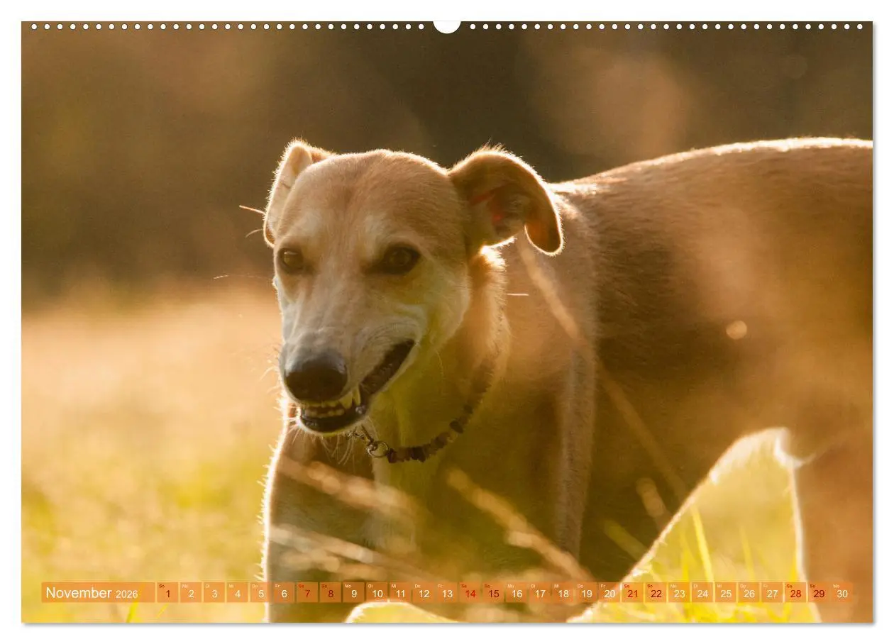 Bild: 9783457620076 | Witziger Windhund - Portugiesischer Galgo (Wandkalender 2026 DIN A2...