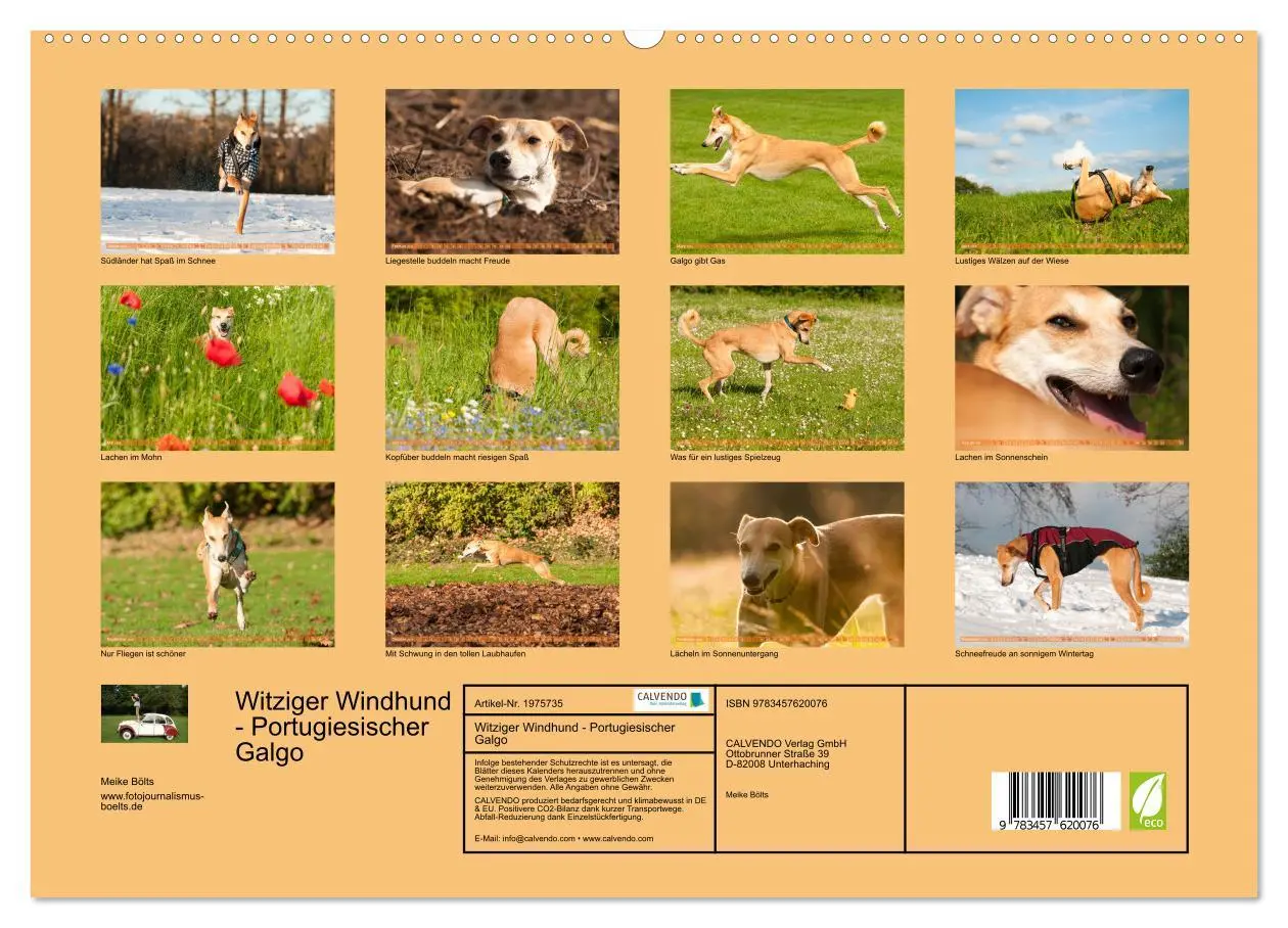 Bild: 9783457620076 | Witziger Windhund - Portugiesischer Galgo (Wandkalender 2026 DIN A2...