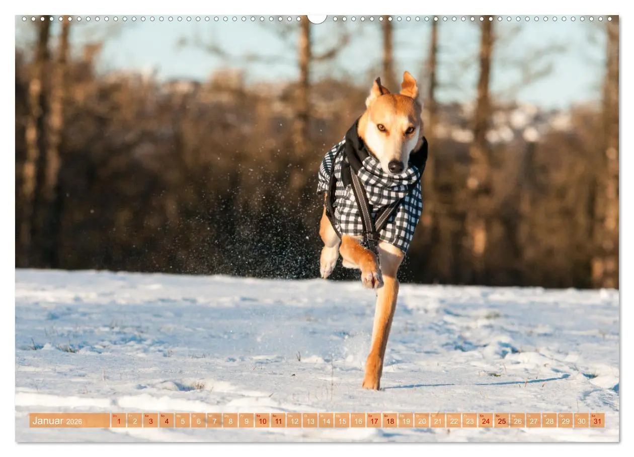 Bild: 9783457620076 | Witziger Windhund - Portugiesischer Galgo (Wandkalender 2026 DIN A2...
