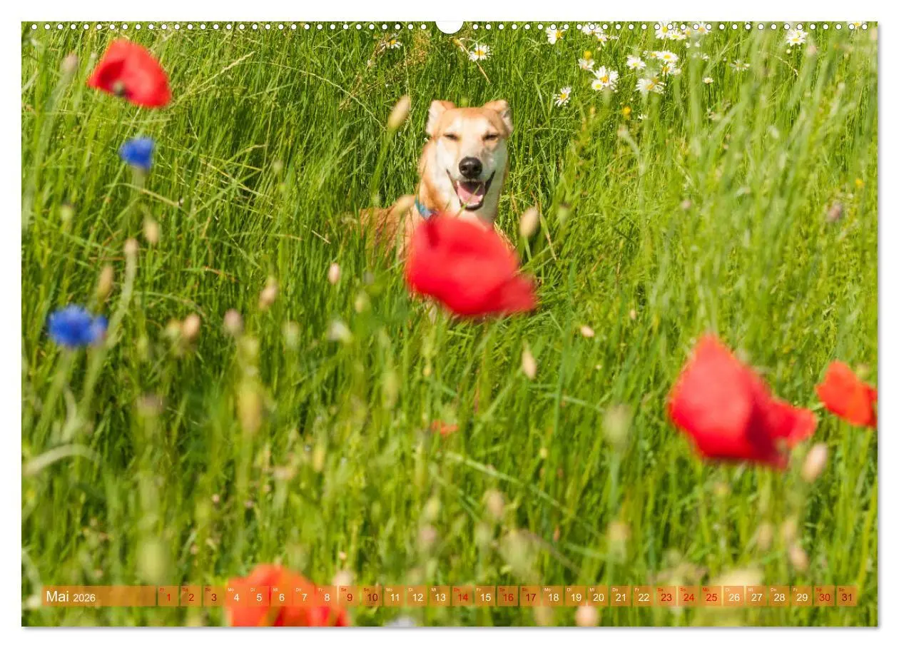 Bild: 9783457620076 | Witziger Windhund - Portugiesischer Galgo (Wandkalender 2026 DIN A2...