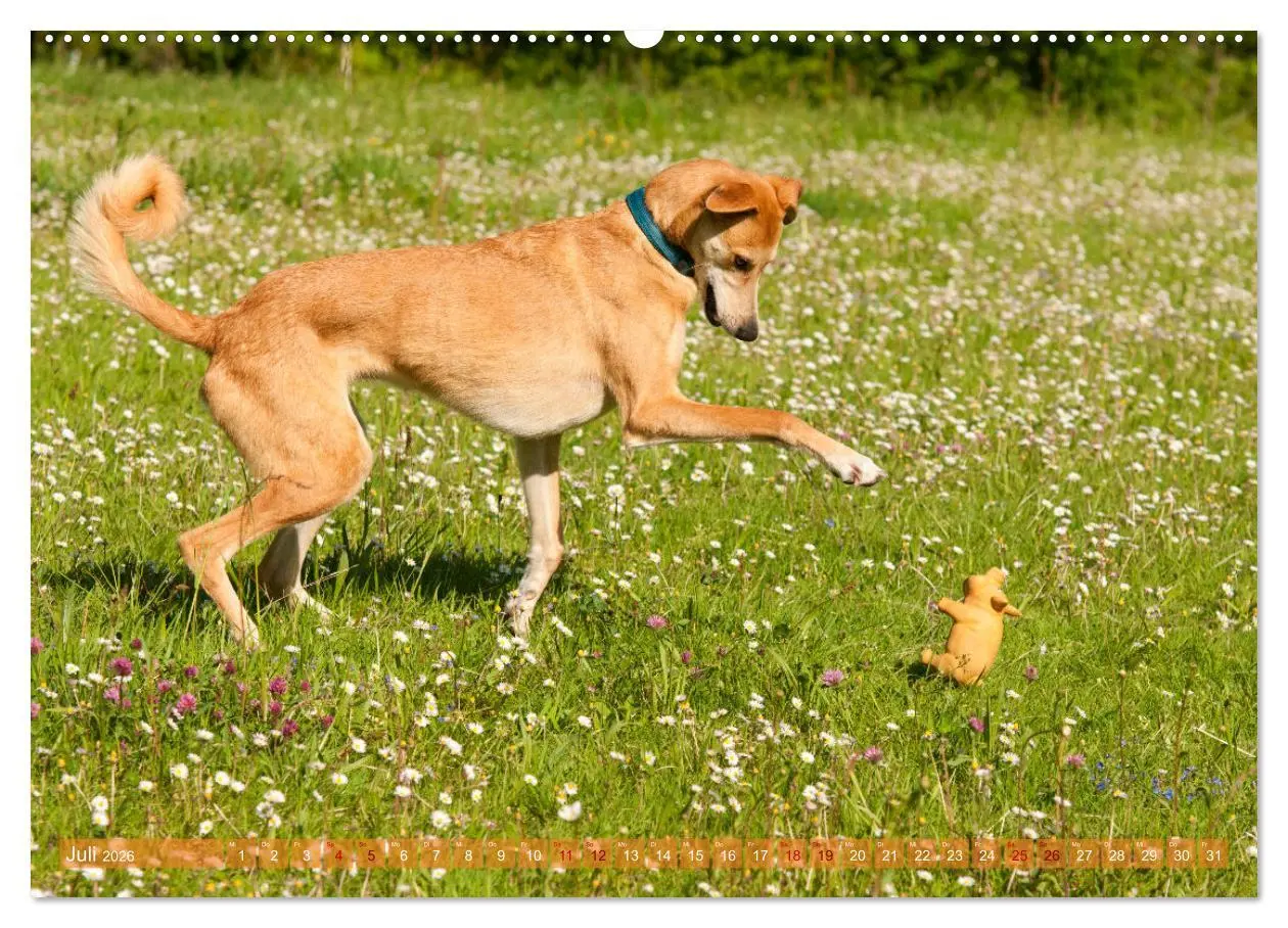 Bild: 9783457620076 | Witziger Windhund - Portugiesischer Galgo (Wandkalender 2026 DIN A2...