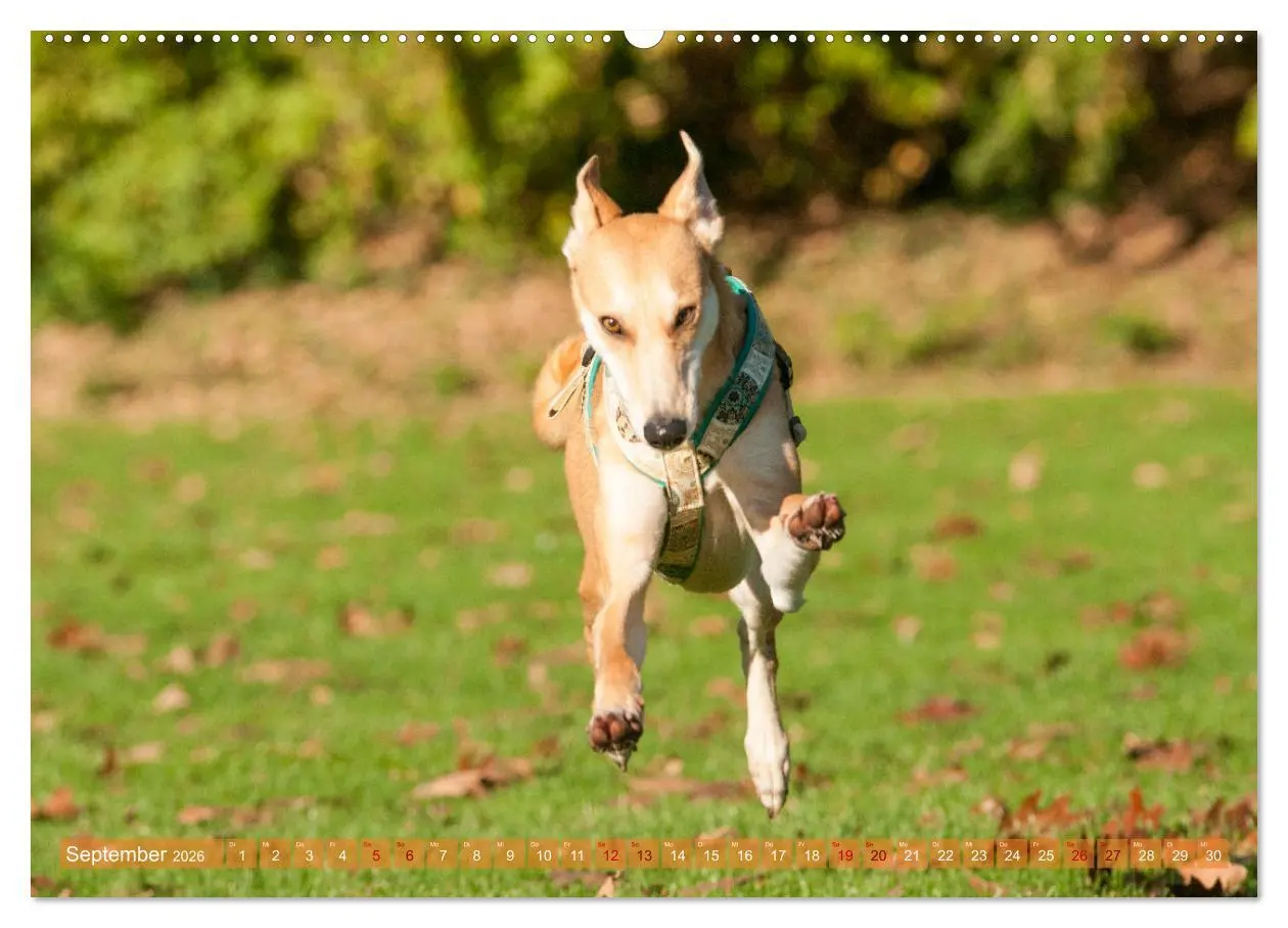 Bild: 9783457620076 | Witziger Windhund - Portugiesischer Galgo (Wandkalender 2026 DIN A2...