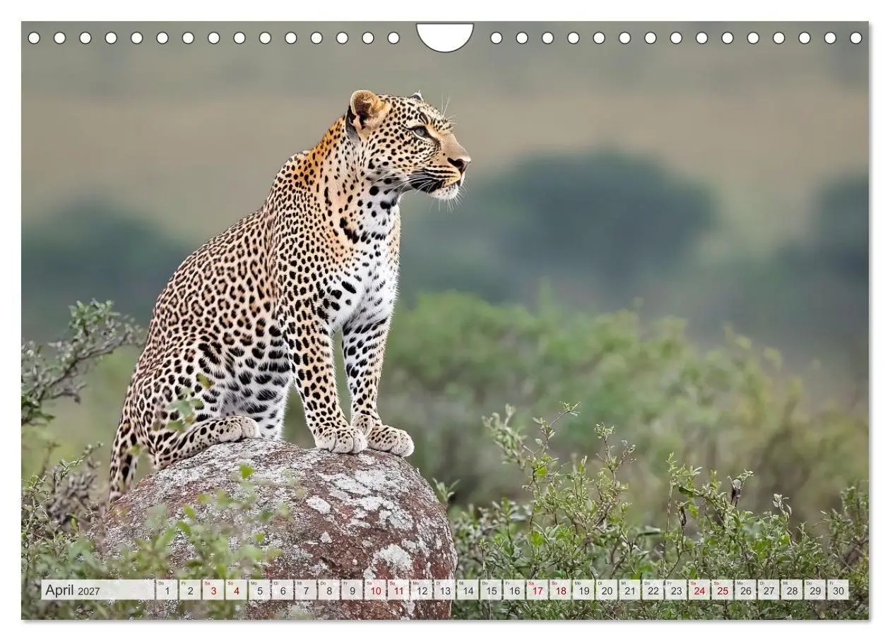 Bild: 9783516950076 | TIERWELT AFRIKA Faszination Wildnis (Wandkalender 2027 DIN A4...