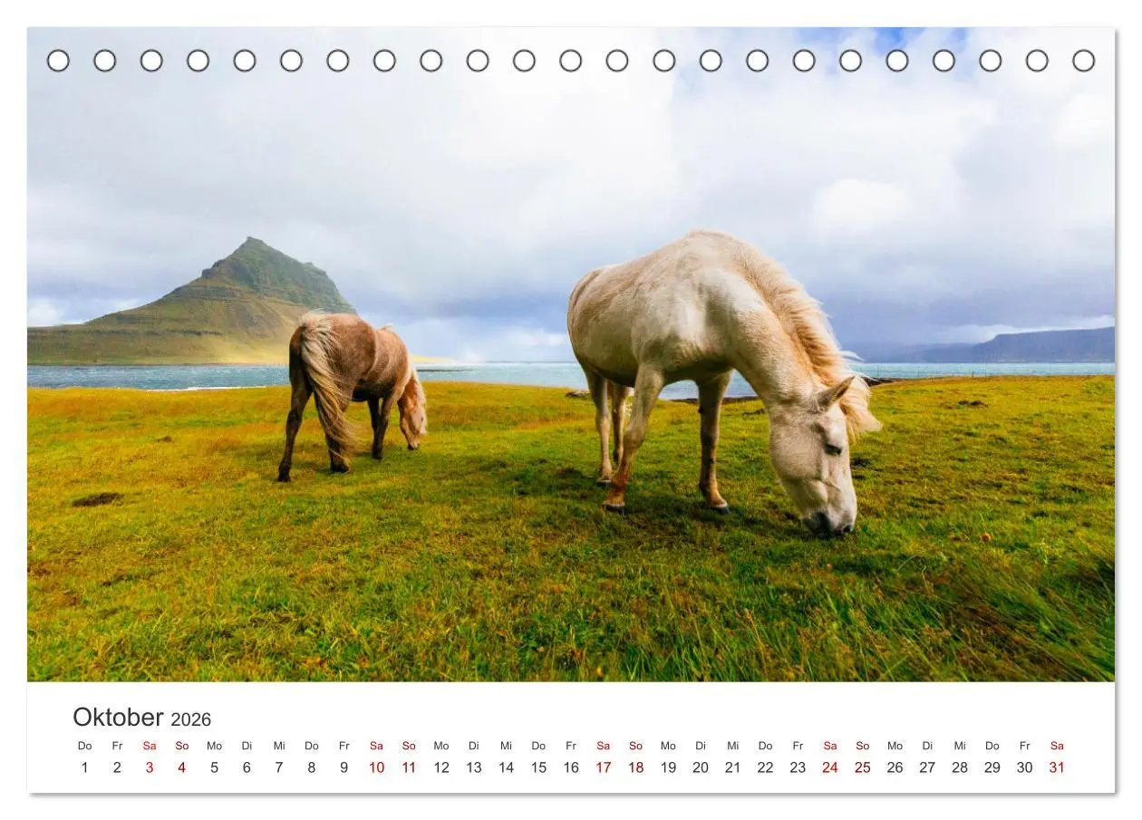 Bild: 9783457540176 | Islandpferde - Die süßen Pferde im Norden. (Tischkalender 2026 DIN...