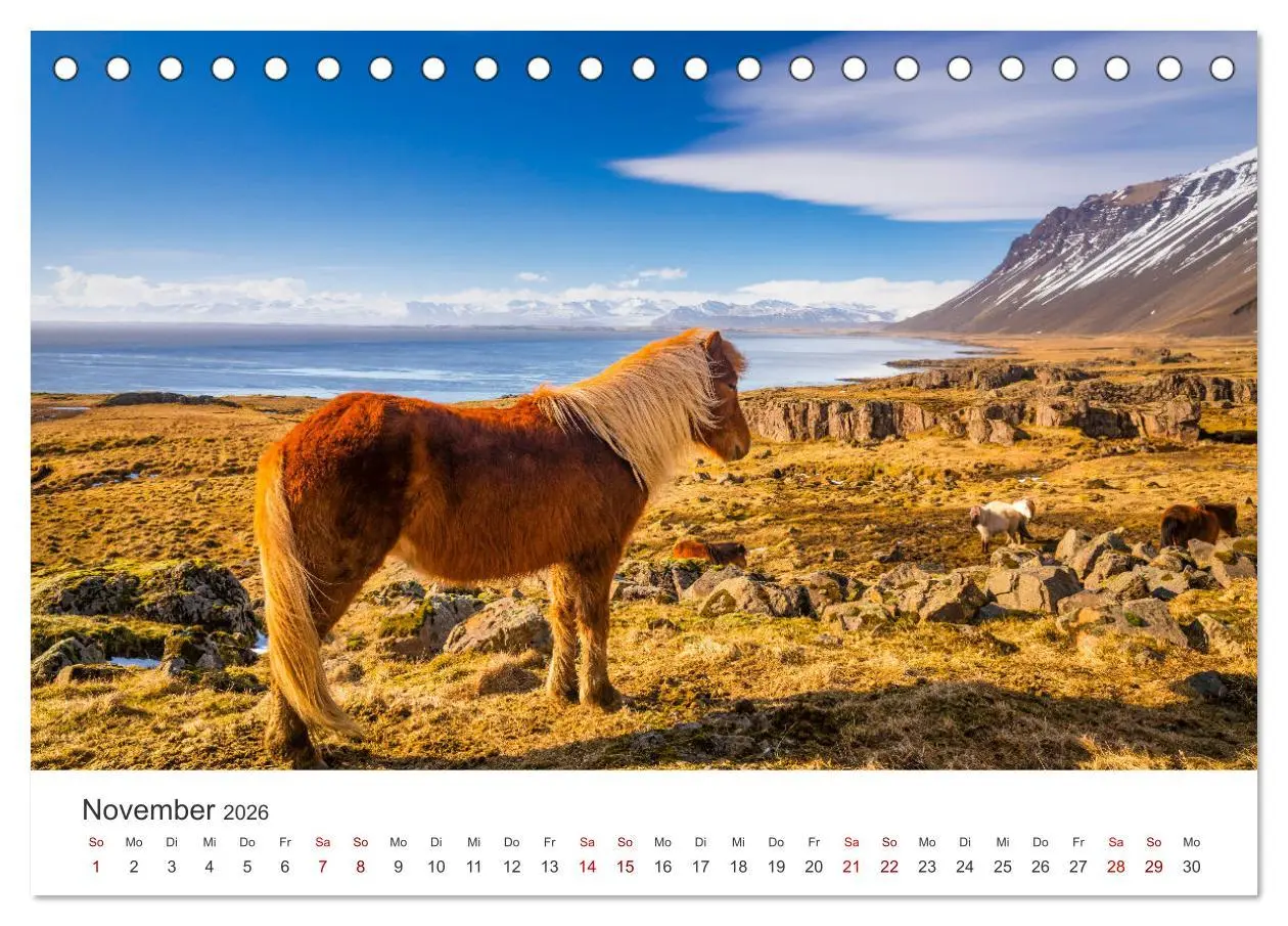 Bild: 9783457540176 | Islandpferde - Die süßen Pferde im Norden. (Tischkalender 2026 DIN...
