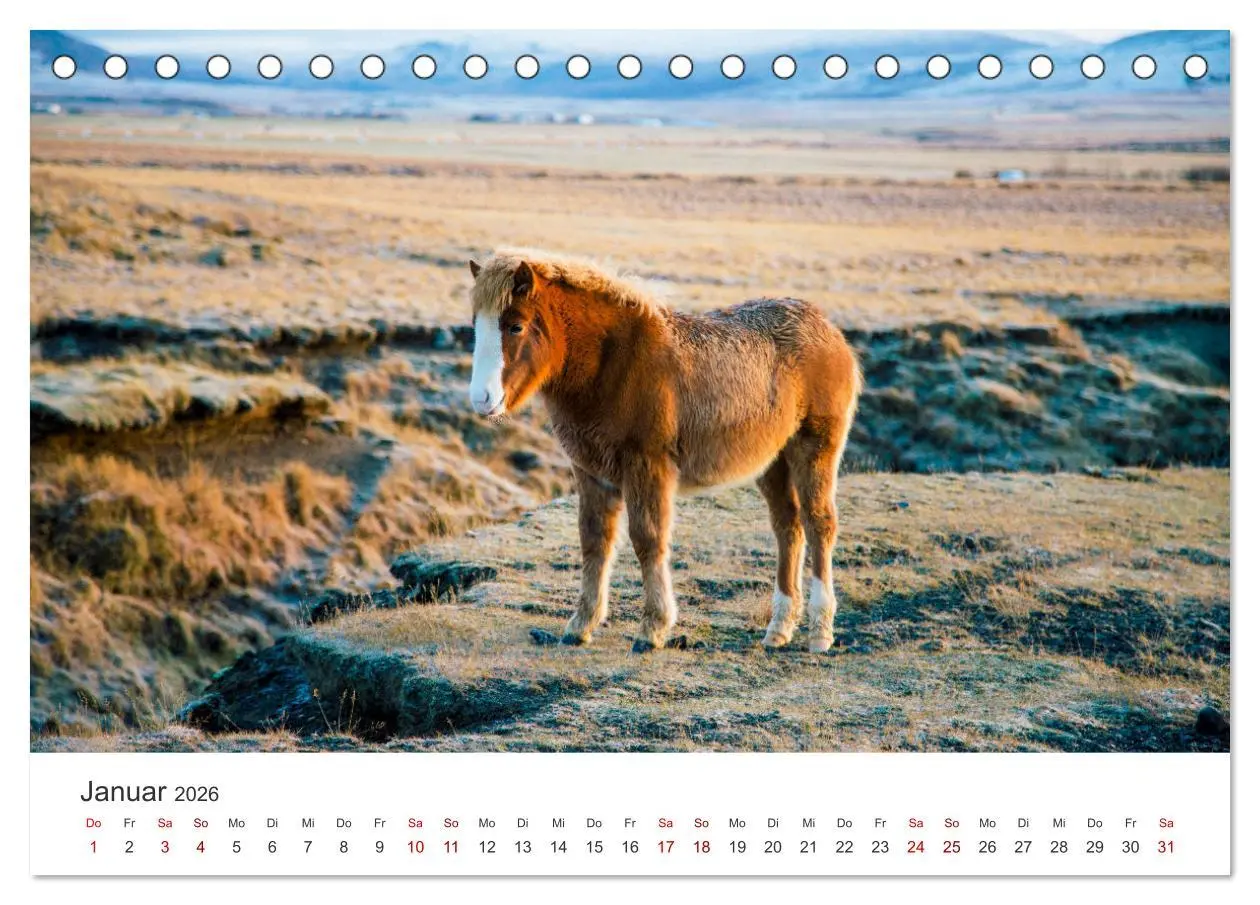 Bild: 9783457540176 | Islandpferde - Die süßen Pferde im Norden. (Tischkalender 2026 DIN...
