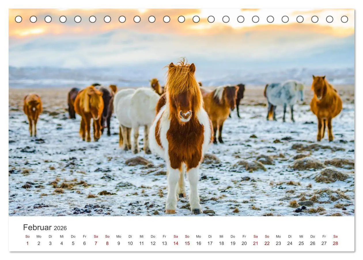 Bild: 9783457540176 | Islandpferde - Die süßen Pferde im Norden. (Tischkalender 2026 DIN...