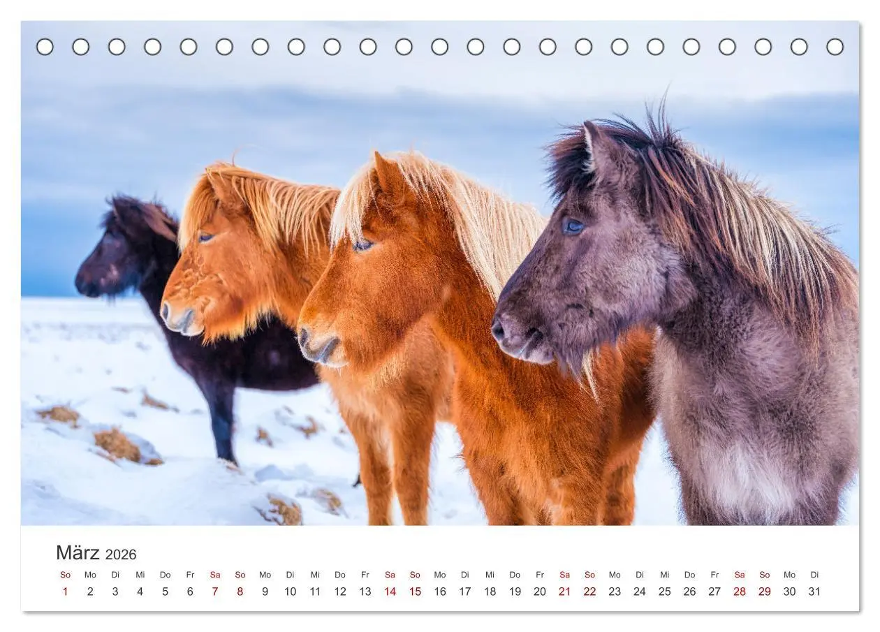 Bild: 9783457540176 | Islandpferde - Die süßen Pferde im Norden. (Tischkalender 2026 DIN...
