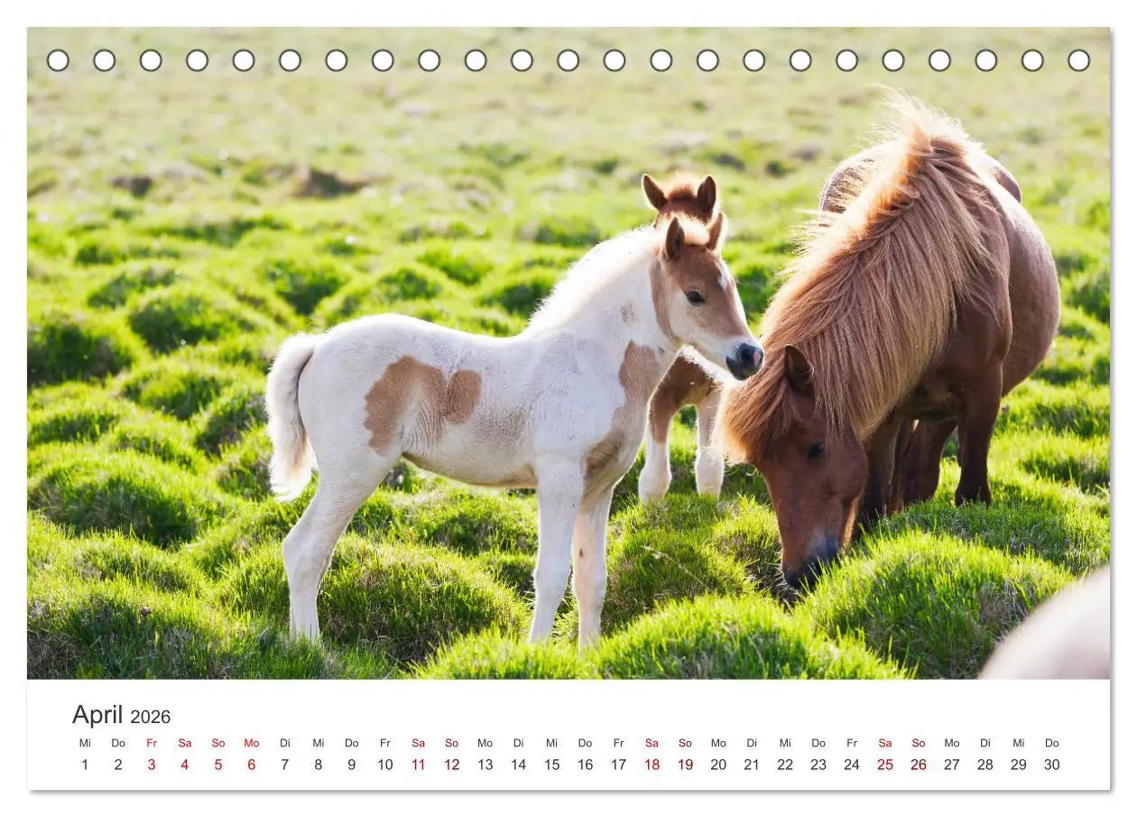 Bild: 9783457540176 | Islandpferde - Die süßen Pferde im Norden. (Tischkalender 2026 DIN...