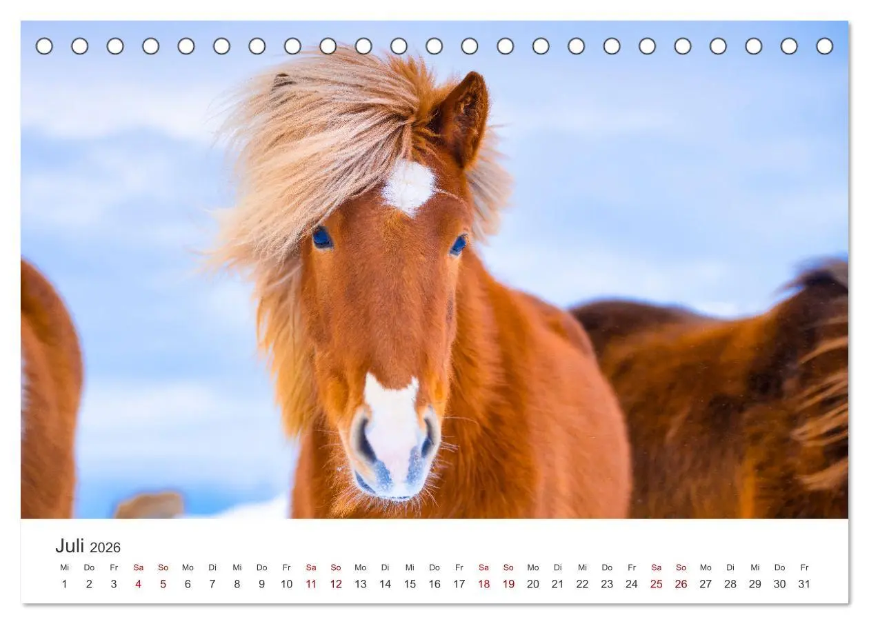 Bild: 9783457540176 | Islandpferde - Die süßen Pferde im Norden. (Tischkalender 2026 DIN...