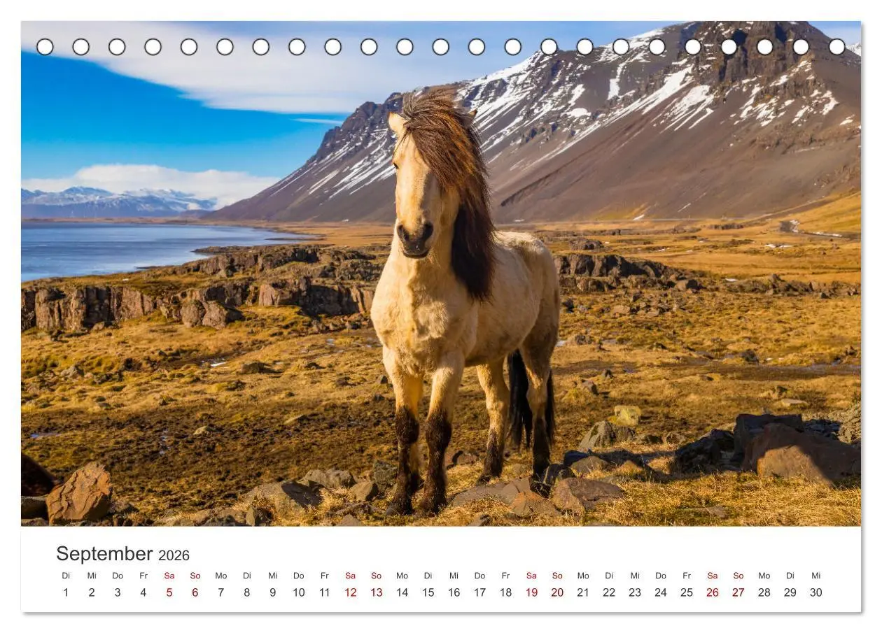 Bild: 9783457540176 | Islandpferde - Die süßen Pferde im Norden. (Tischkalender 2026 DIN...