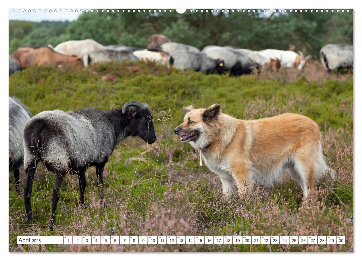 Bild: 9783457450376 | Die Lüneburger Heide - Ausflugsziel im Norden (hochwertiger Premium...
