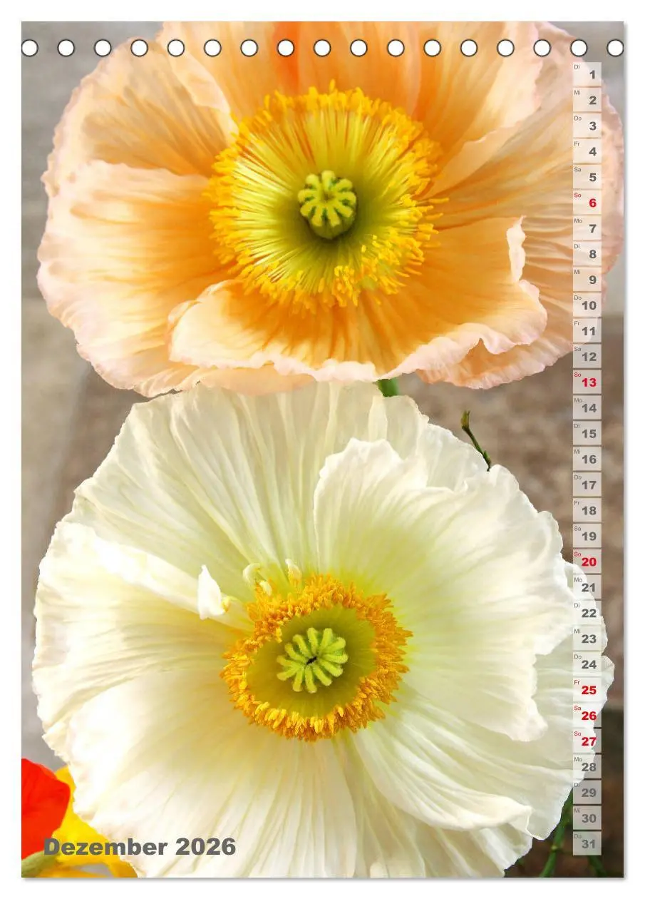Bild: 9783516380576 | Mohn - Ein Blütentraum (Tischkalender 2026 DIN A5 hoch), CALVENDO...