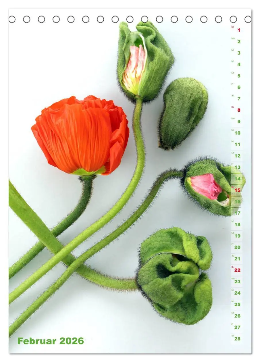 Bild: 9783516380576 | Mohn - Ein Blütentraum (Tischkalender 2026 DIN A5 hoch), CALVENDO...