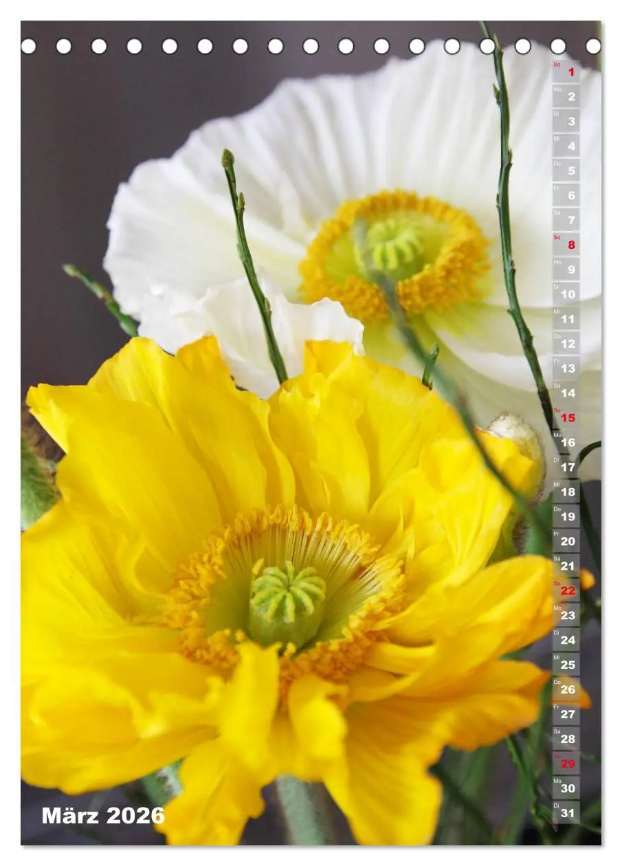 Bild: 9783516380576 | Mohn - Ein Blütentraum (Tischkalender 2026 DIN A5 hoch), CALVENDO...