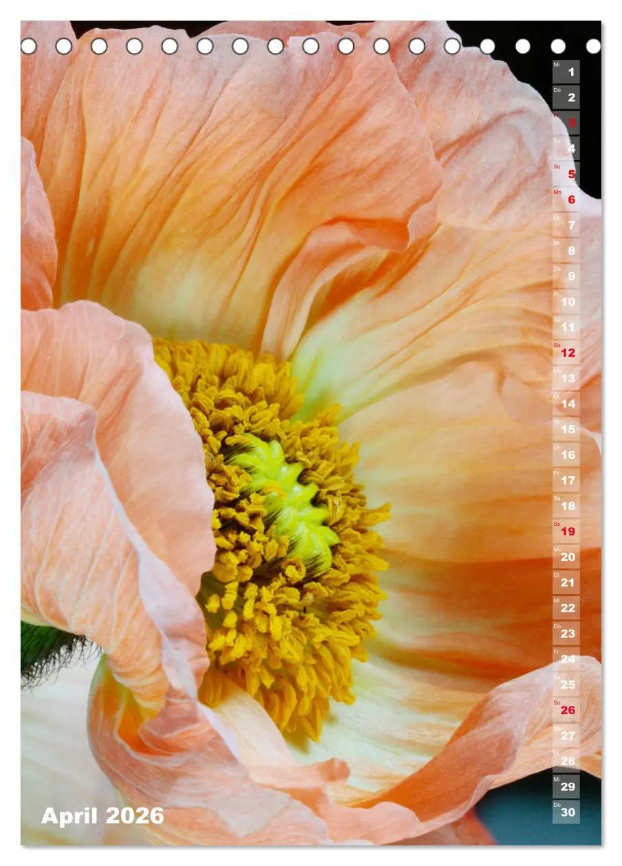 Bild: 9783516380576 | Mohn - Ein Blütentraum (Tischkalender 2026 DIN A5 hoch), CALVENDO...