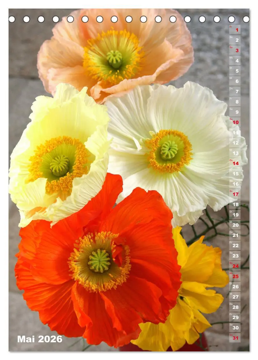 Bild: 9783516380576 | Mohn - Ein Blütentraum (Tischkalender 2026 DIN A5 hoch), CALVENDO...