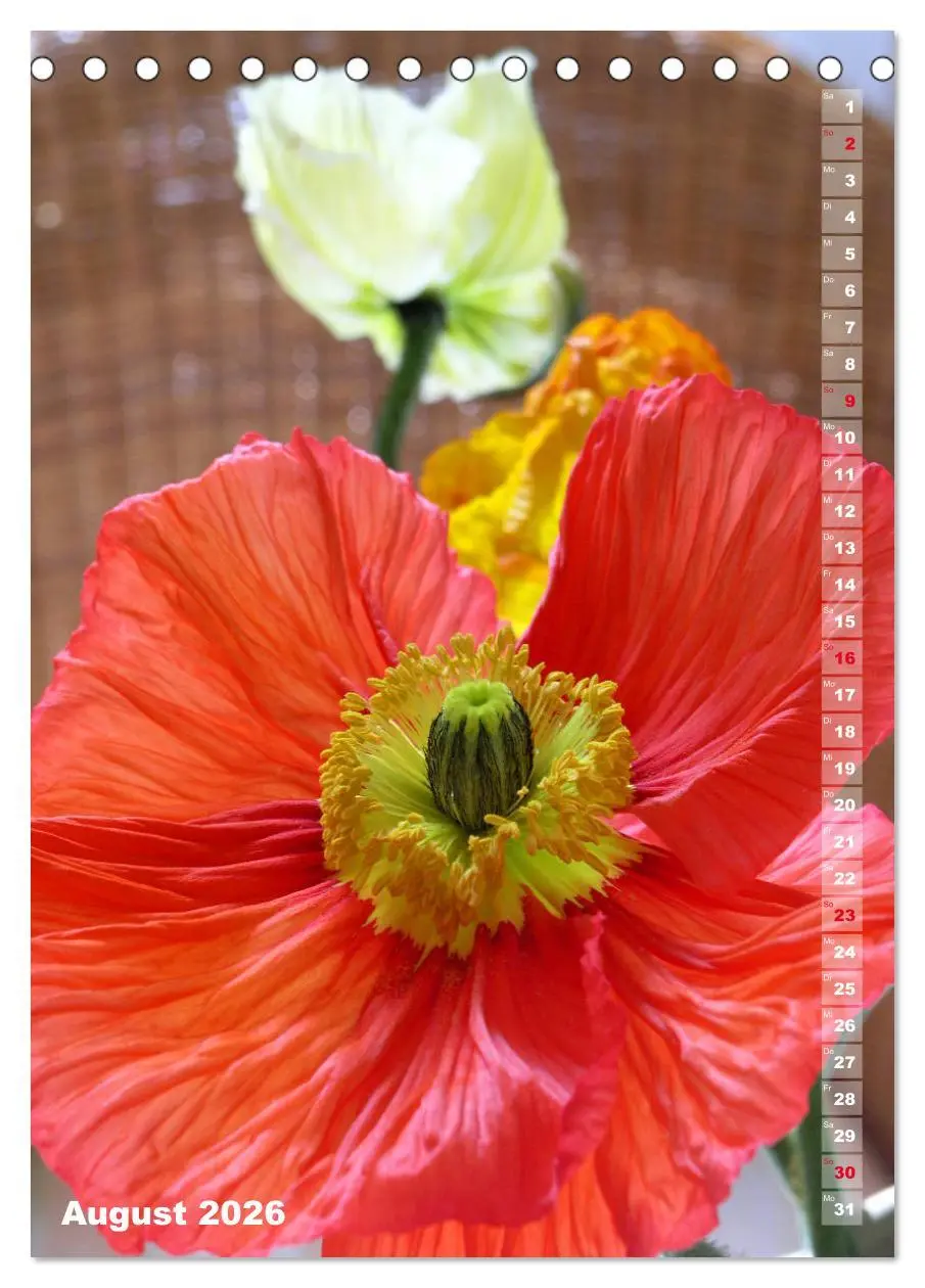 Bild: 9783516380576 | Mohn - Ein Blütentraum (Tischkalender 2026 DIN A5 hoch), CALVENDO...