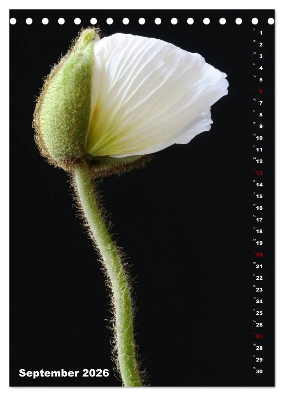 Bild: 9783516380576 | Mohn - Ein Blütentraum (Tischkalender 2026 DIN A5 hoch), CALVENDO...