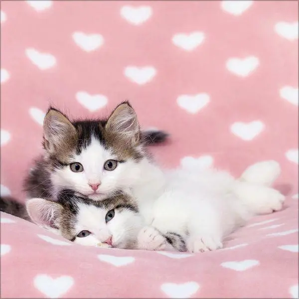 Bild: 9783819300776 | Cats 2027 | Verlag Korsch | Kalender | 13 S. | Deutsch | 2027