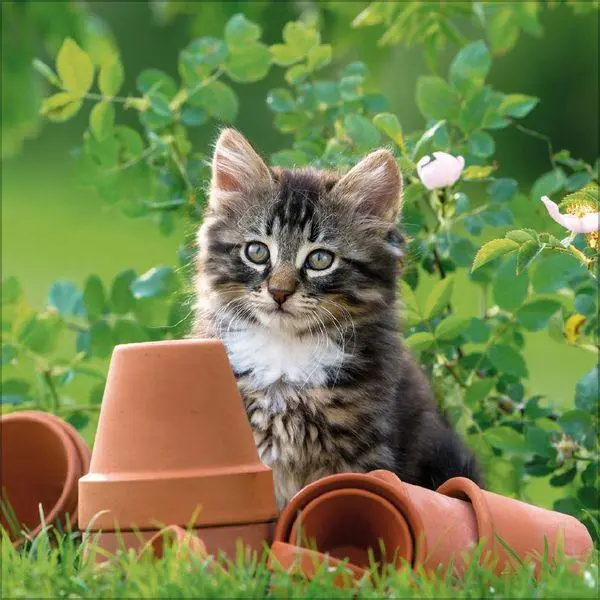 Bild: 9783819300776 | Cats 2027 | Verlag Korsch | Kalender | 13 S. | Deutsch | 2027