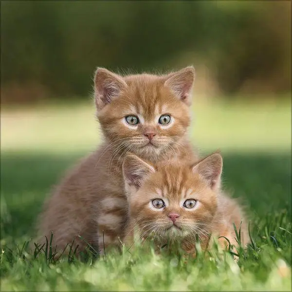 Bild: 9783819300776 | Cats 2027 | Verlag Korsch | Kalender | 13 S. | Deutsch | 2027