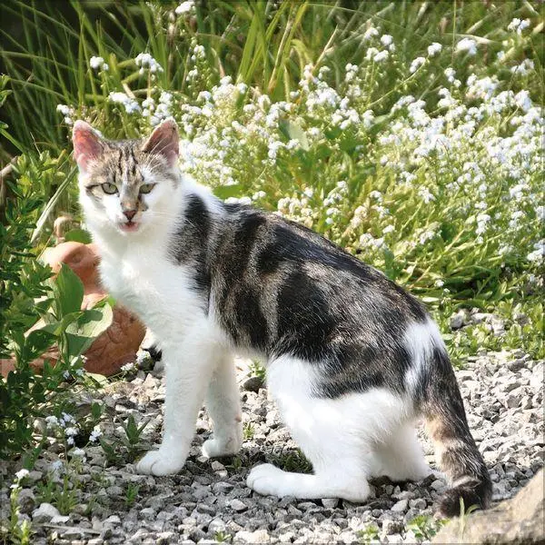 Bild: 9783819300776 | Cats 2027 | Verlag Korsch | Kalender | 13 S. | Deutsch | 2027