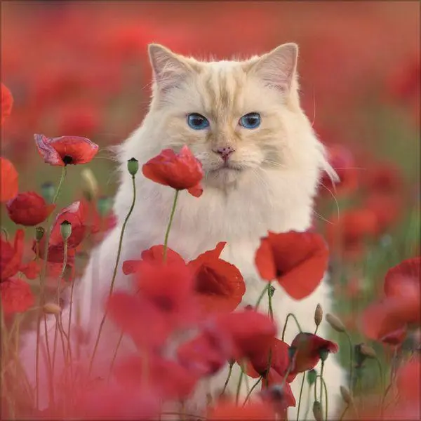 Bild: 9783819300776 | Cats 2027 | Verlag Korsch | Kalender | 13 S. | Deutsch | 2027