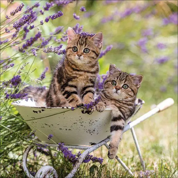 Bild: 9783819300776 | Cats 2027 | Verlag Korsch | Kalender | 13 S. | Deutsch | 2027