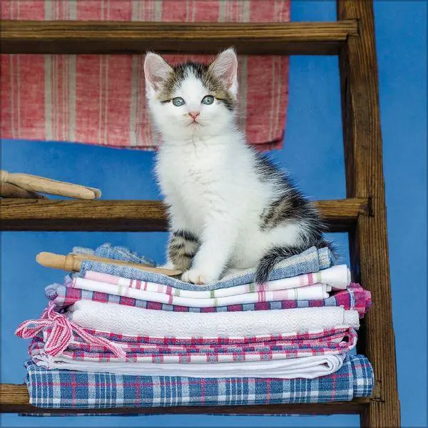 Bild: 9783819300776 | Cats 2027 | Verlag Korsch | Kalender | 13 S. | Deutsch | 2027