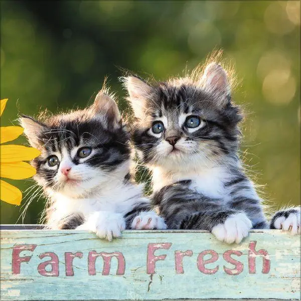 Bild: 9783819300776 | Cats 2027 | Verlag Korsch | Kalender | 13 S. | Deutsch | 2027