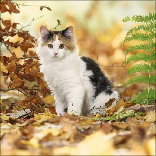 Bild: 9783819300776 | Cats 2027 | Verlag Korsch | Kalender | 13 S. | Deutsch | 2027