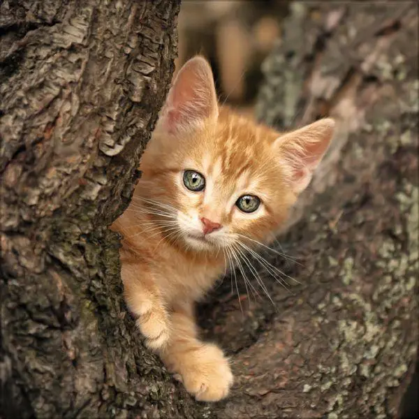 Bild: 9783819300776 | Cats 2027 | Verlag Korsch | Kalender | 13 S. | Deutsch | 2027