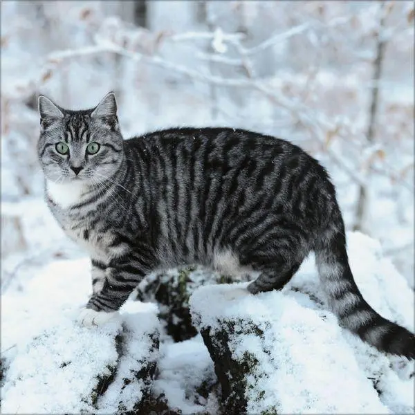 Bild: 9783819300776 | Cats 2027 | Verlag Korsch | Kalender | 13 S. | Deutsch | 2027