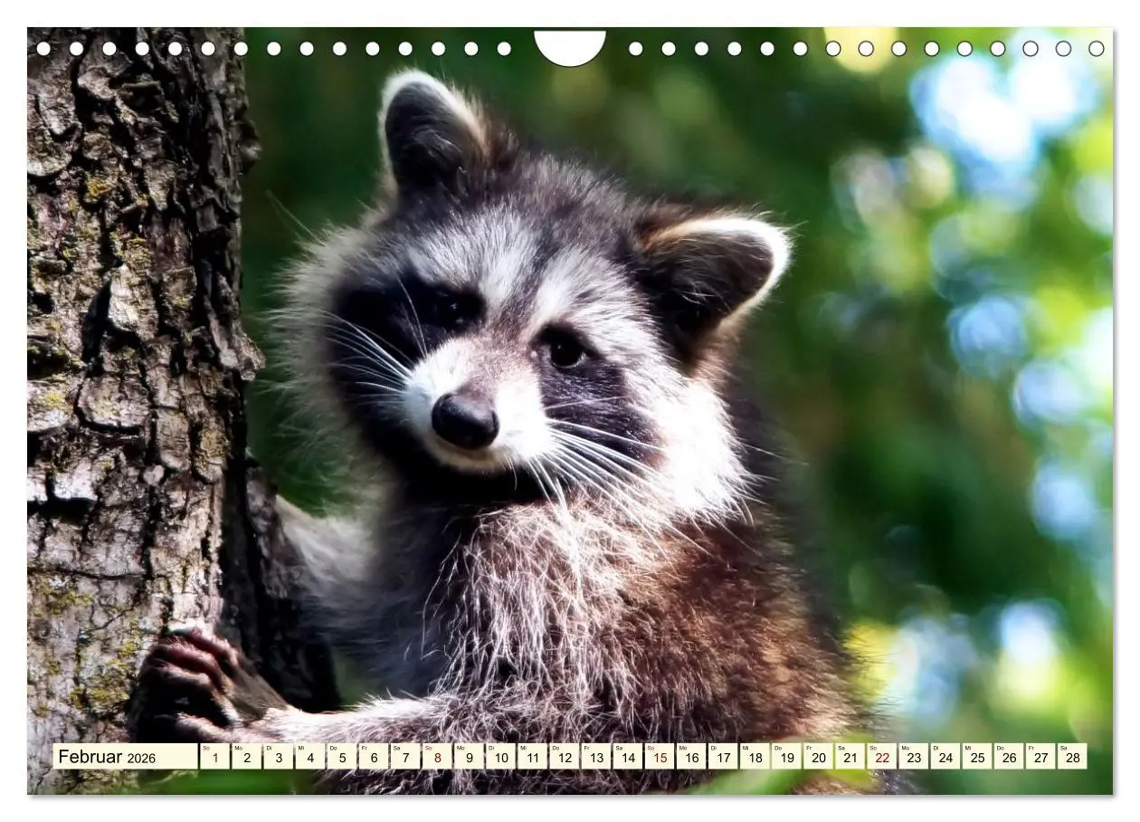 Bild: 9783457320976 | Große und kleine Bären (Wandkalender 2026 DIN A4 quer), CALVENDO...