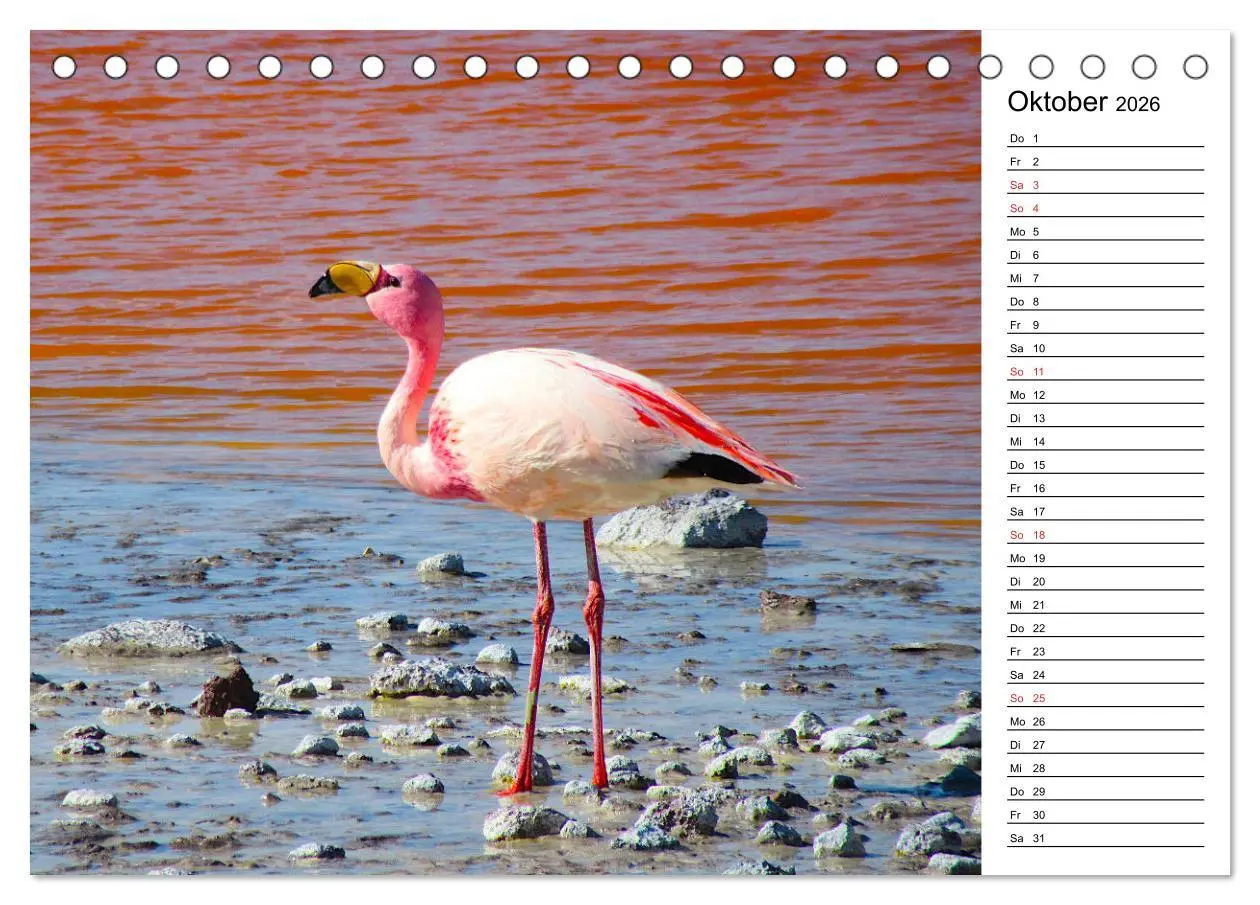 Bild: 9783457451076 | Mein Flamingo Planer (Tischkalender 2026 DIN A5 quer), CALVENDO...