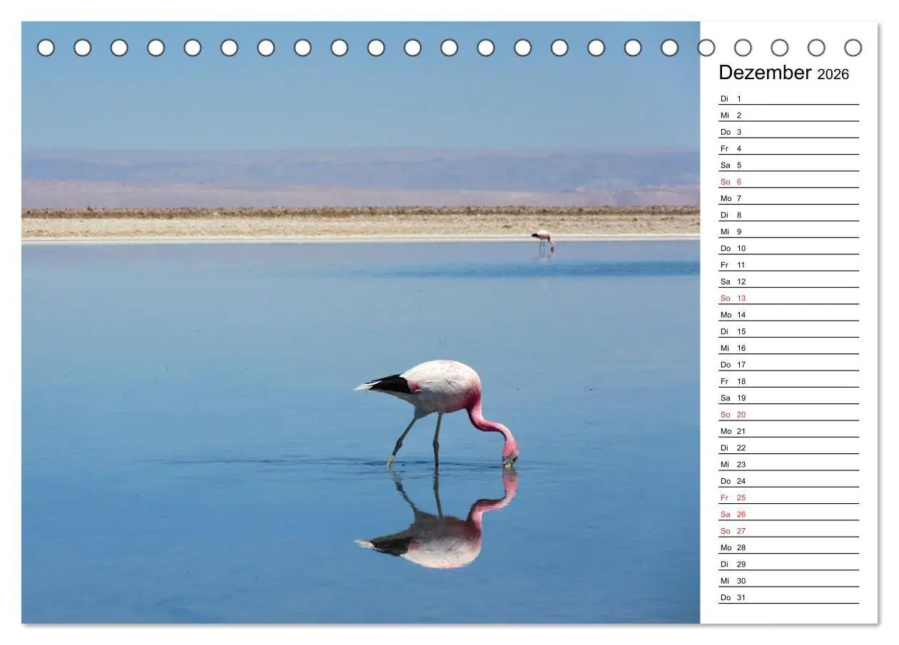 Bild: 9783457451076 | Mein Flamingo Planer (Tischkalender 2026 DIN A5 quer), CALVENDO...