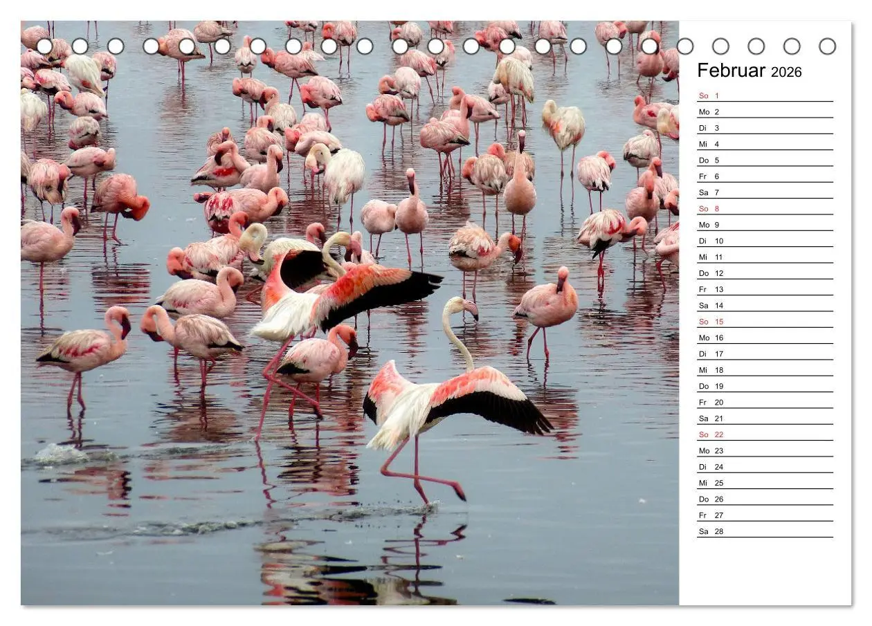 Bild: 9783457451076 | Mein Flamingo Planer (Tischkalender 2026 DIN A5 quer), CALVENDO...
