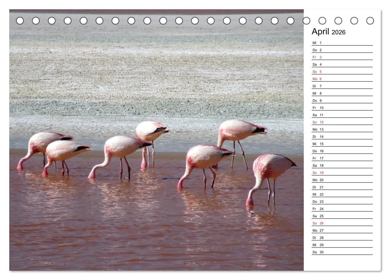 Bild: 9783457451076 | Mein Flamingo Planer (Tischkalender 2026 DIN A5 quer), CALVENDO...