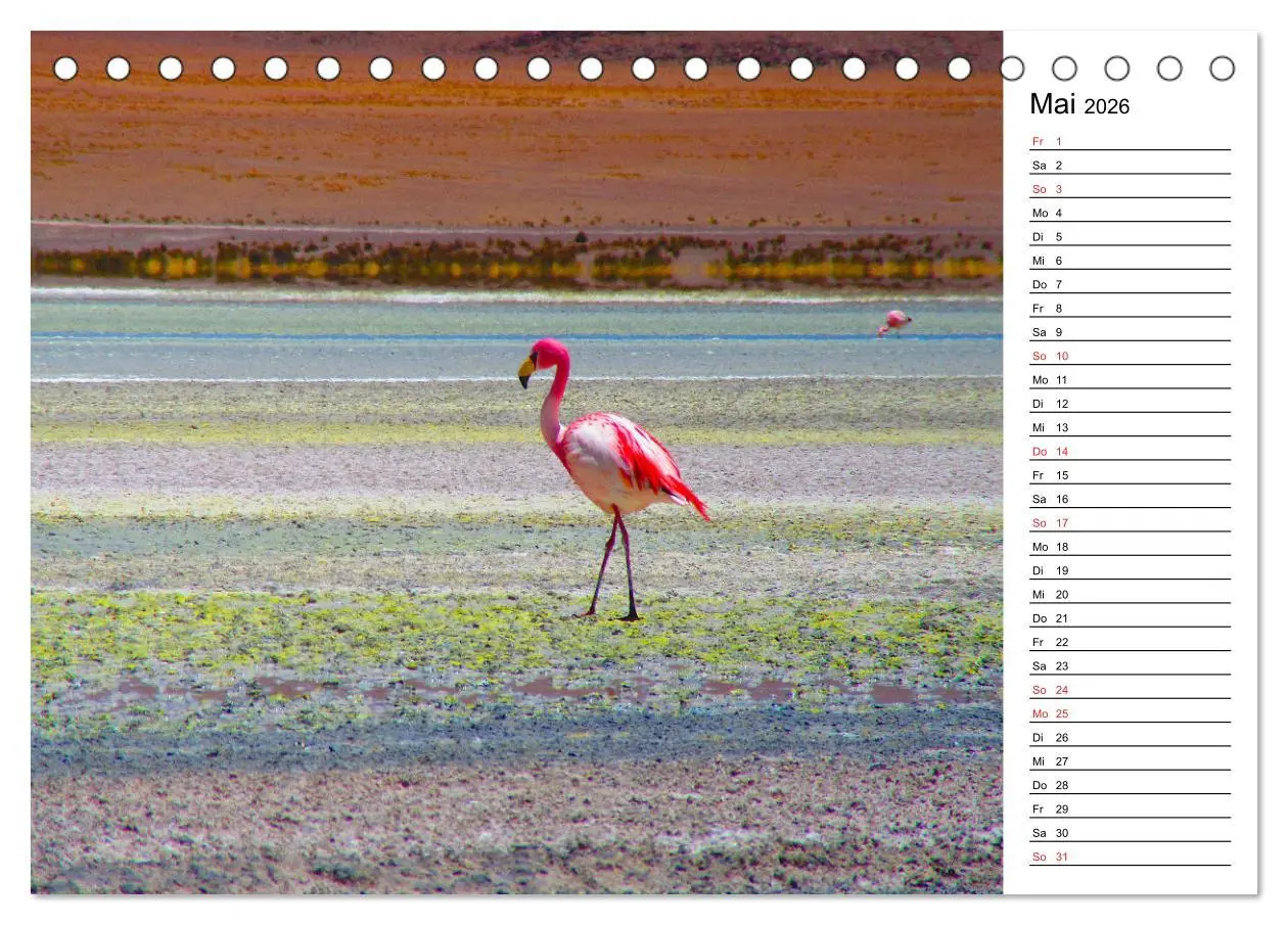 Bild: 9783457451076 | Mein Flamingo Planer (Tischkalender 2026 DIN A5 quer), CALVENDO...