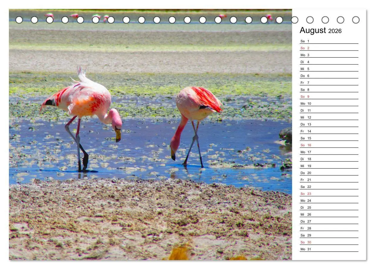 Bild: 9783457451076 | Mein Flamingo Planer (Tischkalender 2026 DIN A5 quer), CALVENDO...