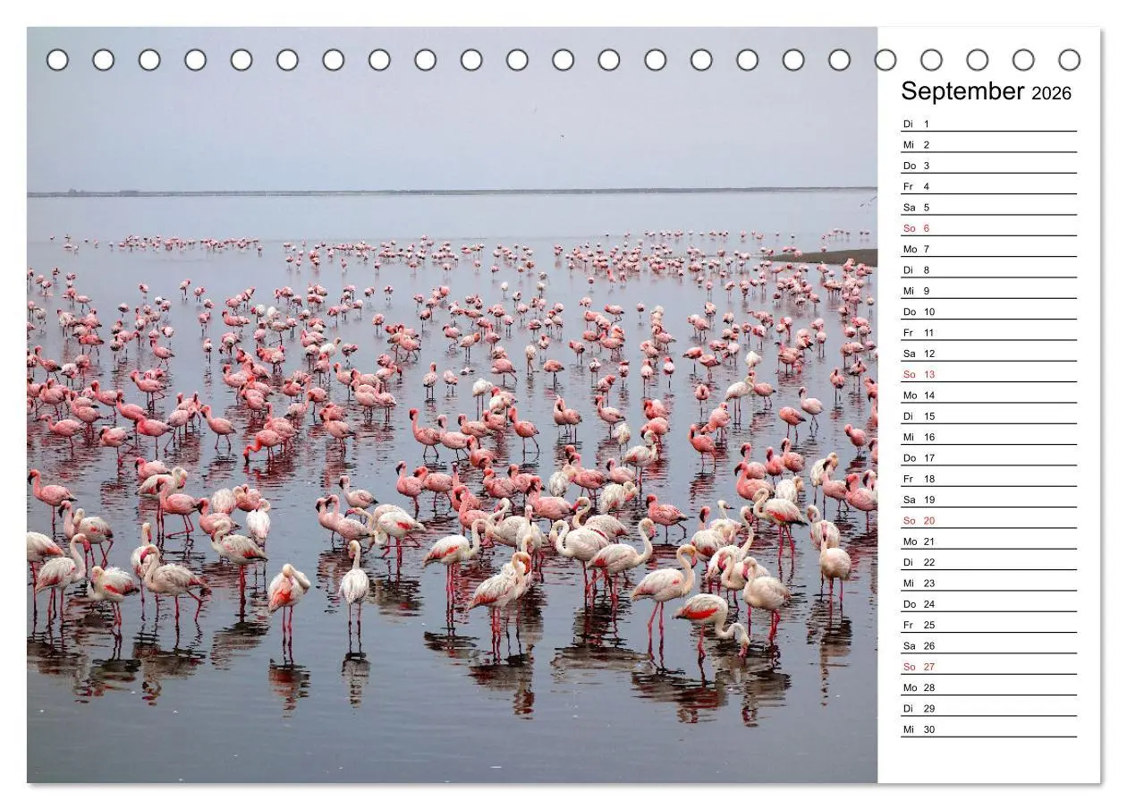 Bild: 9783457451076 | Mein Flamingo Planer (Tischkalender 2026 DIN A5 quer), CALVENDO...