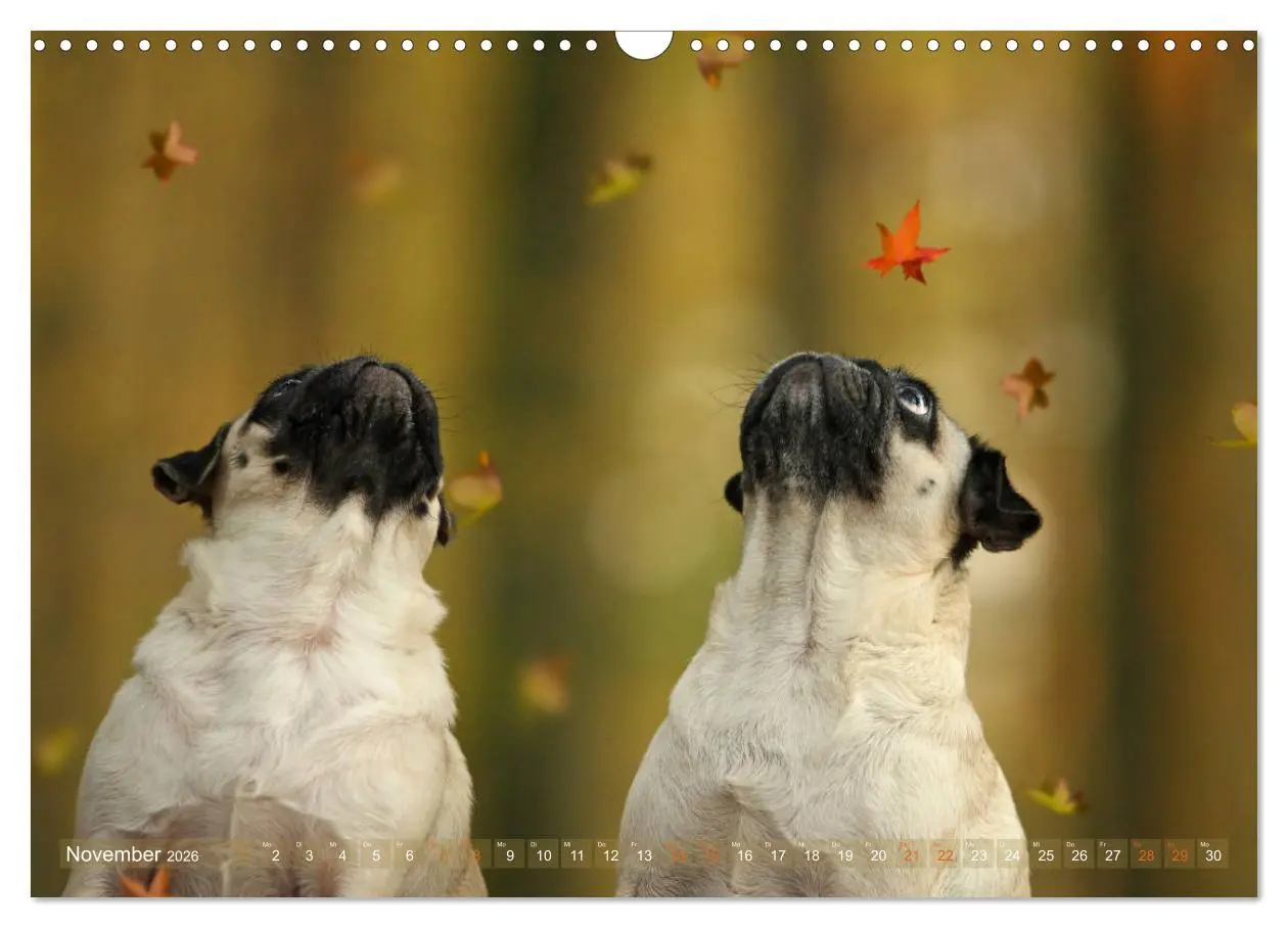 Bild: 9783457901076 | Lustige Möpse aus der Hundeknipserei (Wandkalender 2026 DIN A3...