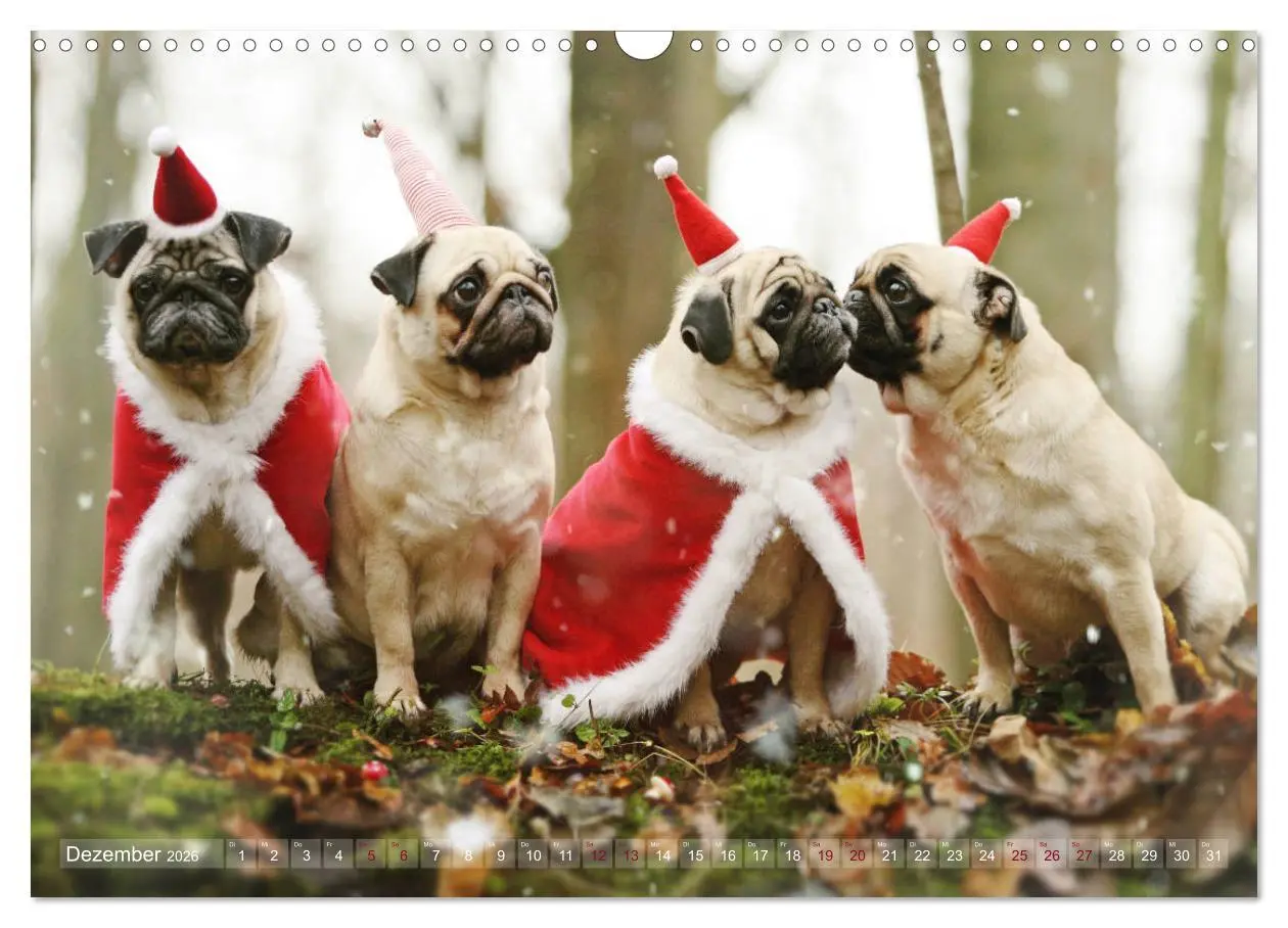 Bild: 9783457901076 | Lustige Möpse aus der Hundeknipserei (Wandkalender 2026 DIN A3...