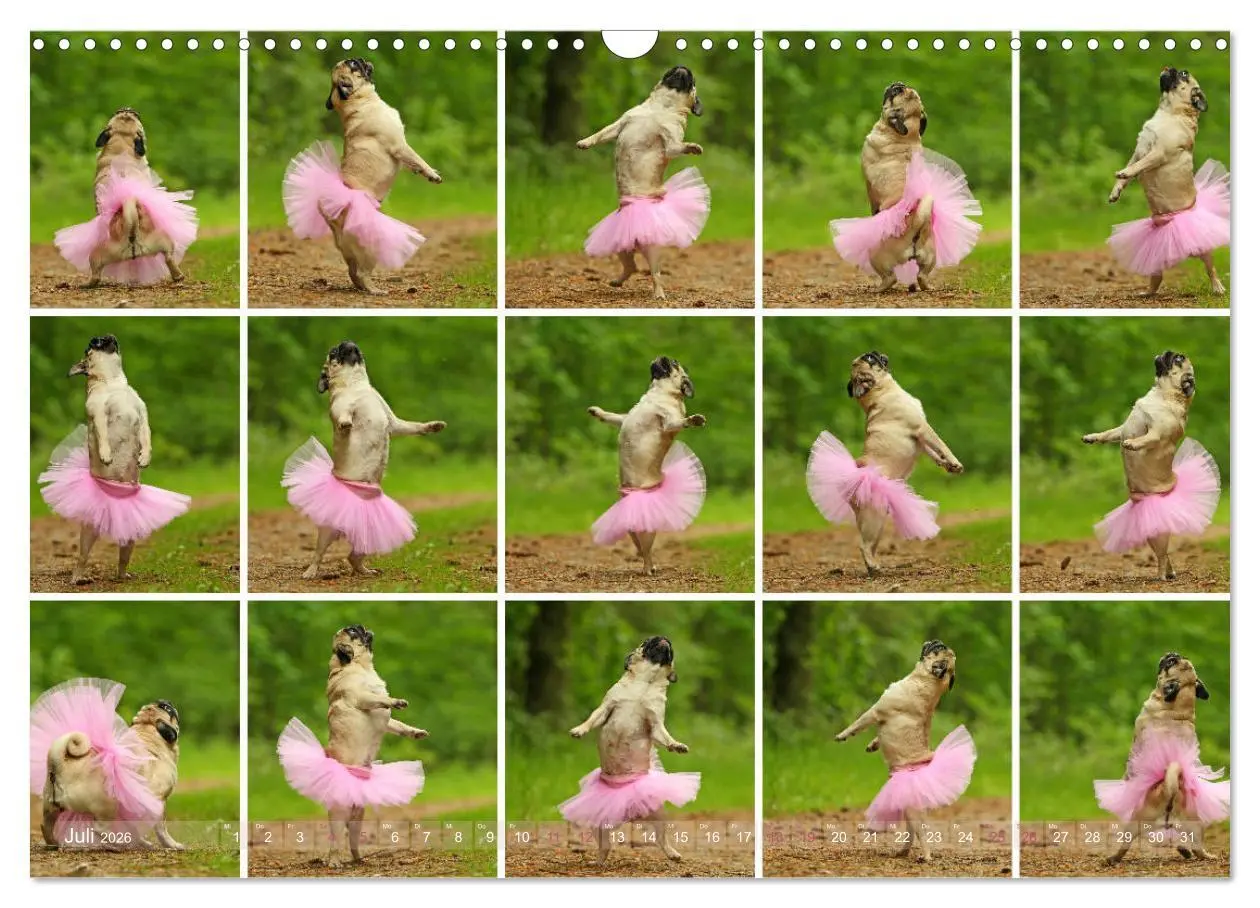 Bild: 9783457901076 | Lustige Möpse aus der Hundeknipserei (Wandkalender 2026 DIN A3...