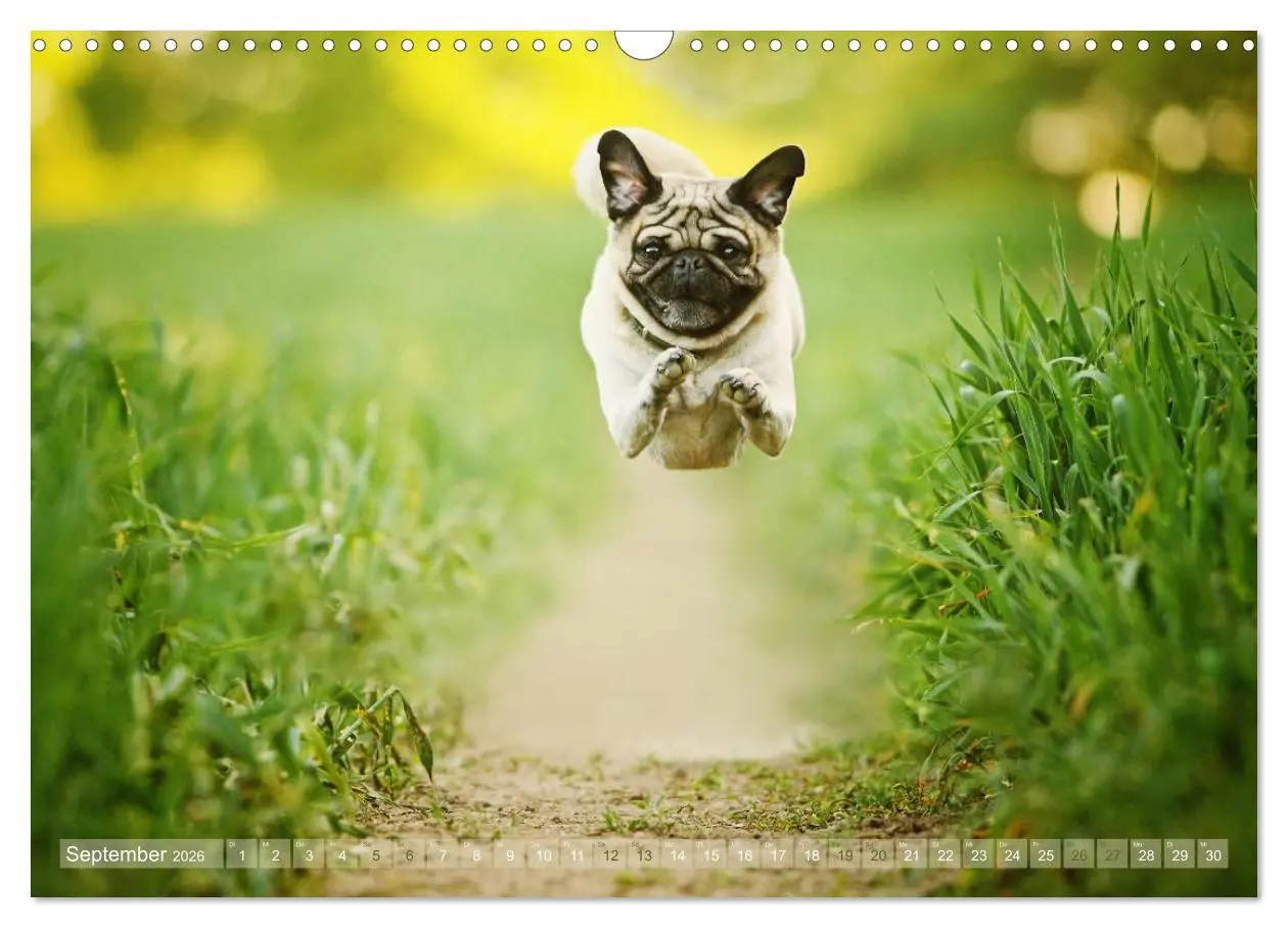 Bild: 9783457901076 | Lustige Möpse aus der Hundeknipserei (Wandkalender 2026 DIN A3...