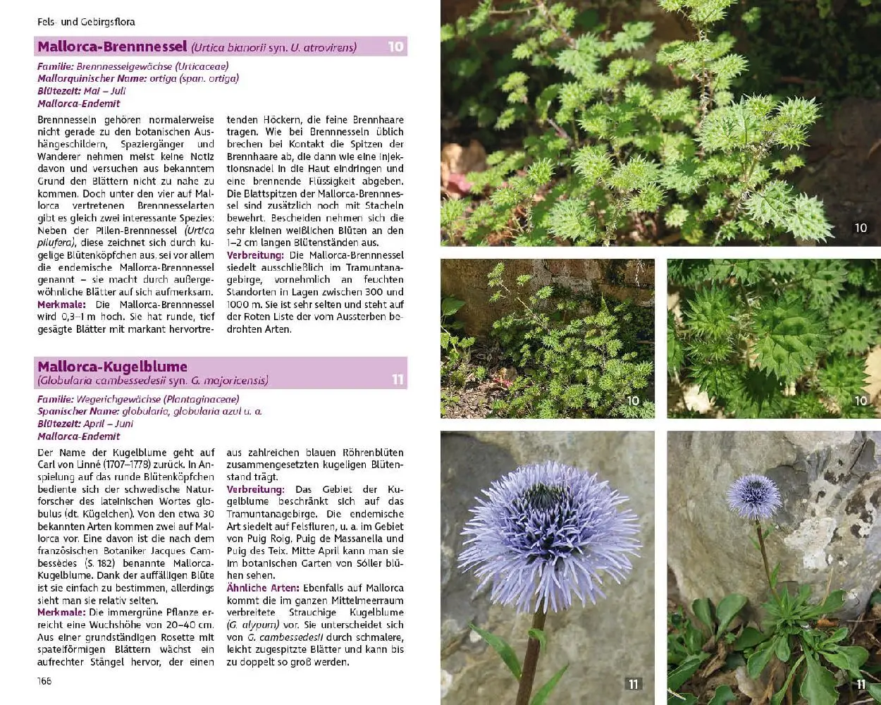 Bild: 9783763361076 | Mallorcas Flora | Rolf Goetz | Taschenbuch | 264 S. | Deutsch | 2023